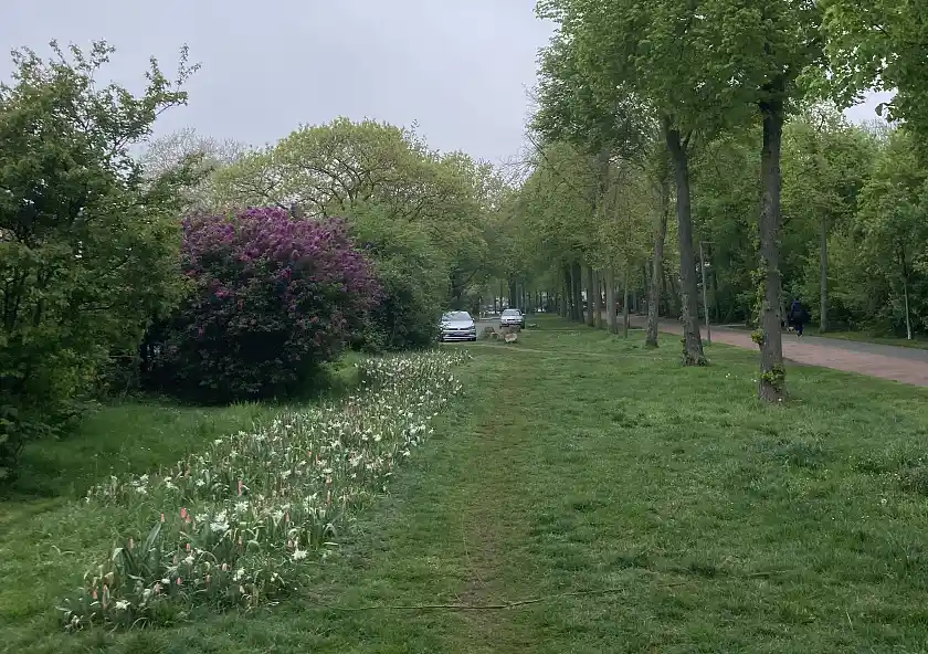 Biodiverse Fläche mit Geophyten-Ansaat, Dockstraße Frühjahr 2025, Biodiverse Cities, Lindenhof.