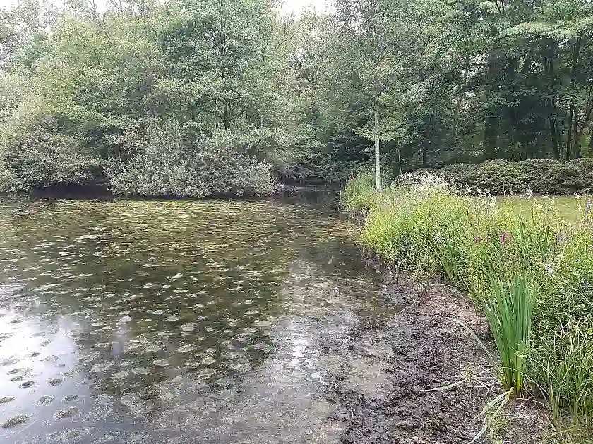 Algen und wenig Wasser in Teich