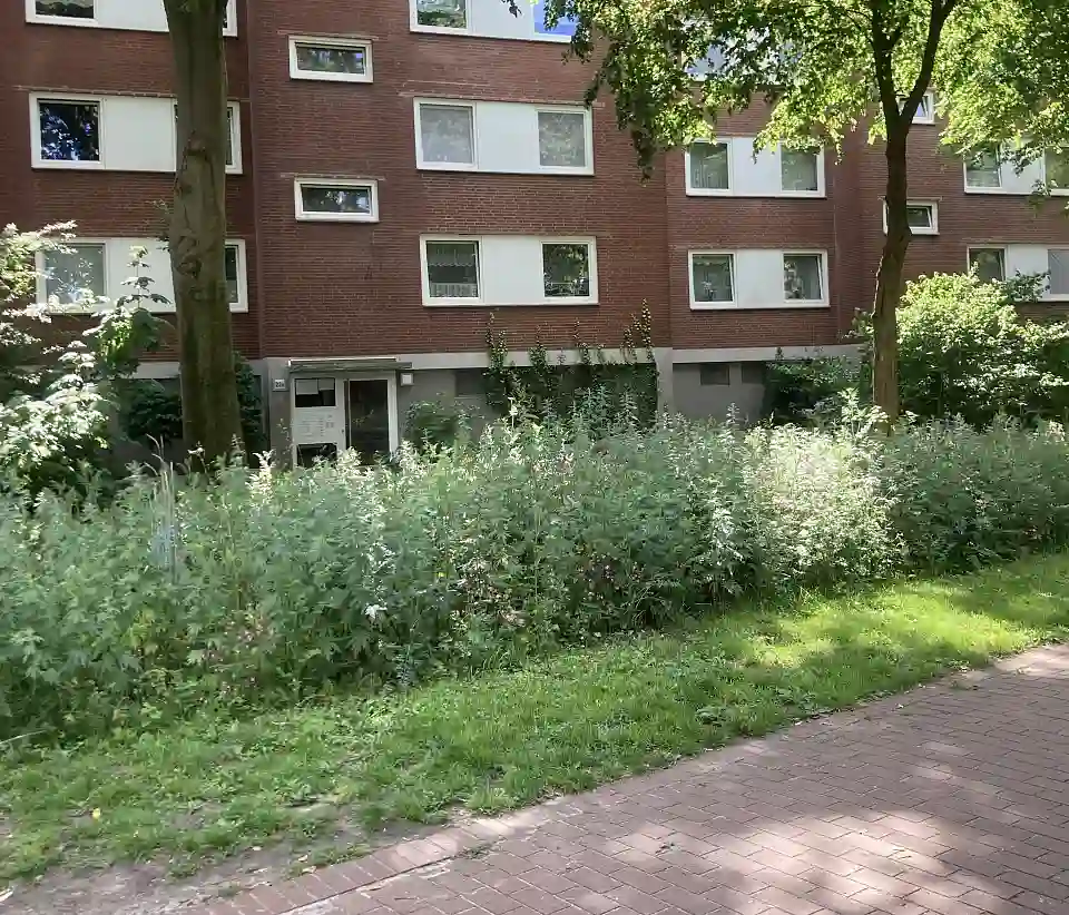 Bl&uuml;hwiese, Lindenhof, Gr&ouml;pelingen, Sommer, Biodiverse Fl&auml;che, Biodiverse Cities, Gr&uuml;ner Korridor Dockstra&szlig;e