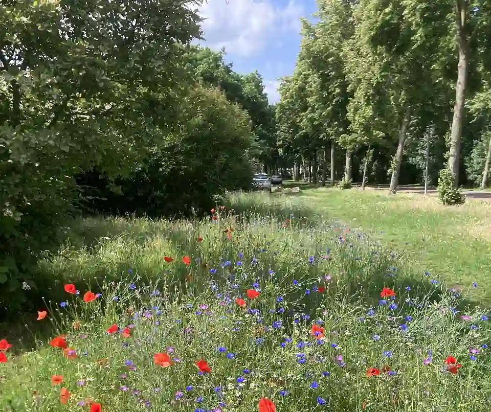 Bl&uuml;hwiese, Lindenhof, Sommer, Gr&ouml;pelingen