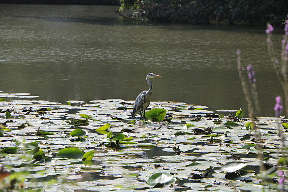 Reiher an Teich
