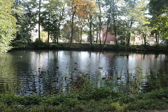 Bäume und Enten am Teich