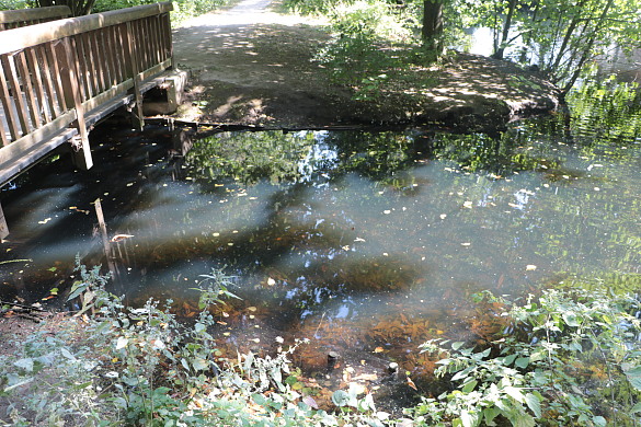 Schlamm in Teich