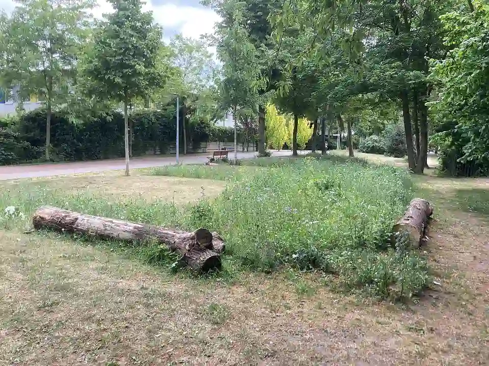 Biodiverse Fl&auml;che, Totholz, Biodiverse Cities, Gr&uuml;ner Korridor Dockstra&szlig;e, Bl&uuml;hwiese, Lindenhof