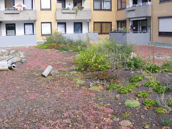 Foto von einem begrünten Dach in Bremen