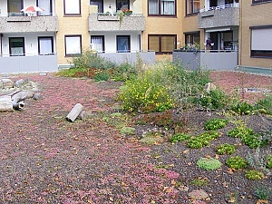 Foto von einem begrünten Dach in Bremen