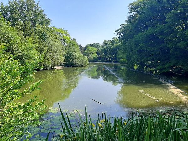 Foto vom Teich im Wallerpark mit Maßnahme zur biologischen Gewässersanierung