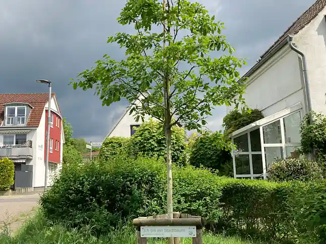 Baumneupflanzung mit Schild 