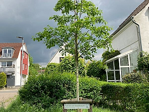 Baumneupflanzung mit Schild 