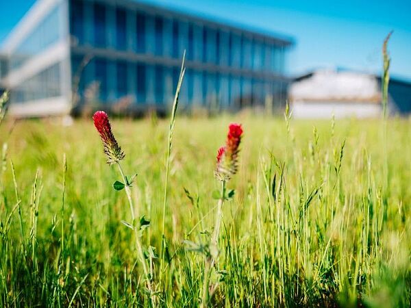 Blühwiese zur Förderung der biologischen Vielfalt bei hanseWasser
