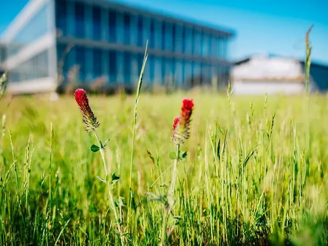 Blühwiese zur Förderung der biologischen Vielfalt bei hanseWasser