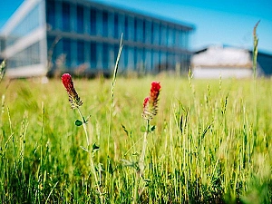 Blühwiese zur Förderung der biologischen Vielfalt bei hanseWasser